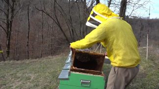 il fascino dell’apicoltura