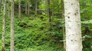 Le sfide della gestione forestale