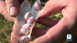 Il Biodistretto Terre Bellunesi programma il 2026