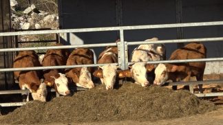 Rinotracheite bovina, la Regione vara il piano di eradicazione 2026