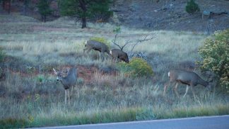 Con l’arrivo della primavera, Coldiretti Belluno rinnova l’allarme cervi sul territorio