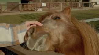 Nuovo bando per investimenti nelle aziende agricole per la diversificazione in attività non agricole