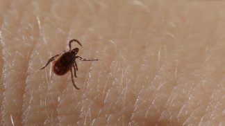 L’encefalite da zecca rimane un problema serio: l’Ulss Dolomiti spinge sulla prevenzione