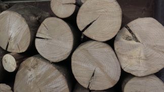 Studiare gli anelli degli alberi per conoscere la storia: la dendrocronologia a Laggio di Cadore