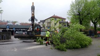 Diverbi e motoseghe in via Feltre: il taglio delle prime piante è occasione di scontro di opinioni