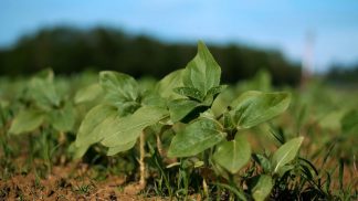 Più soia, meno mais: la crisi in Medio Oriente ridisegna i campi veneti