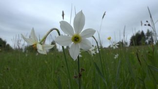 Volontariato ambientale a difesa dei narcisi