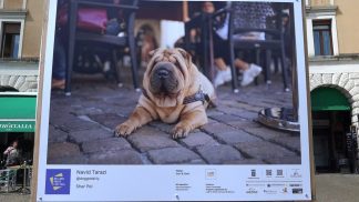 Cani e Gatti in mostra al Belluno Photo Festival