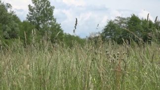 A Feltre la scienza tutela la biodiversità: Università di Bologna alla torbiera di Lipoi