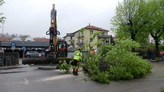Via libera al taglio dei tigli di via Feltre, Italia Nostra: “Con l’estate disagi per i più fragili”