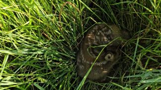 Tecnologia in campo per salvare i piccoli di capriolo dal pericolo dello sfalcio prati