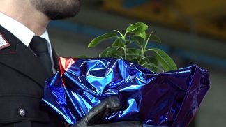 “Compleanno” dell’Arma dei Carabinieri, alla scuola di Badilet l’Albero di Falcone per la legalità