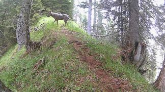 Dalle Dolomiti bellunesi all’Austria: il viaggio di “Mirco”, giovane lupo in dispersione