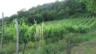 La produzione di vino nel feltrino, un’arte antica