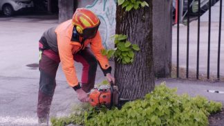Via Feltre, ancora uno stop: il Consiglio di Stato blocca l’abbattimento dei tigli