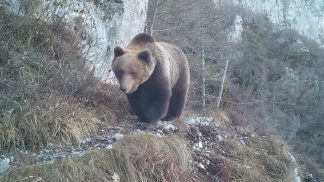Incontro ravvicinato con l’orso, l’esperienza nel 1991 del cadorino Giuseppe Da Rin D’Iseppo