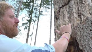 Spiragli di luce contro la minaccia del bostrico in Val Visdende