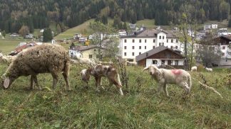 Un bando regionale finanzia il mantenimento dei cani da guardiania