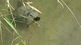 Una tartaruga ha trovato casa sul torrente Tesa Vecchio in Alpago.
