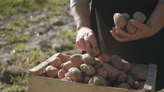 Cereali e patate spingono l’agricoltura bellunese