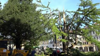 Maltempo: numerosi danni in provincia, cede anche albero storico in Piazza dei Martiri