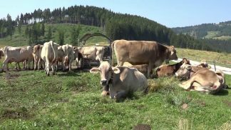 Il comune di Arsiè investe sulle malghe comunali