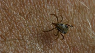 Attenzione alle zecche: i consigli dell’Ulss Dolomiti