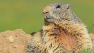 Il monitoraggio del Parco Nazionale: in arrivo “L’atlante dei mammiferi”