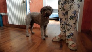 Cane azzannato da un lupo sotto gli occhi della padrona: lo salva il gatto