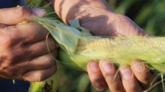 L’estate ha fatto sudare (freddo) gli agricoltori: tutta colpa della siccità