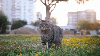A Sedico scompaiono i gatti, gli animalisti: “Serve un profilatore per trovare i killer”