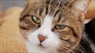 La vicenda dei gatti spariti a Sedico sta diventando un giallo collettivo