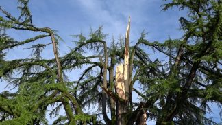 Nessun abbattimento, si proverà a salvare il cedro monumentale di Piazza dei Martiri