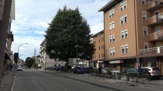 Via Feltre: è scontro sul maestoso cedro